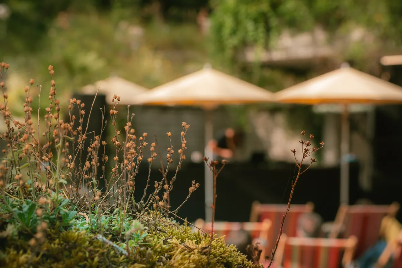 Impressionen von Les Digitales Bern 2026, Botanischer Garten Bern – Foto 6 von 19
